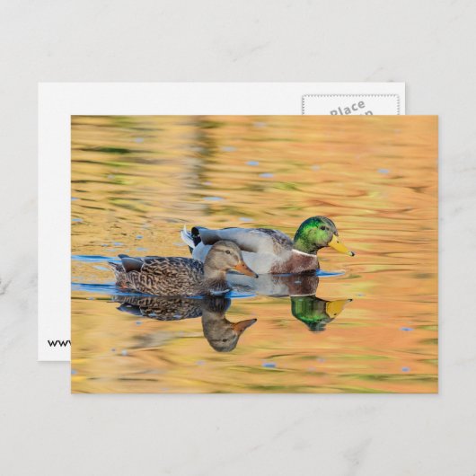 Mallorquiner Postkarte (Vorne/Hinten)