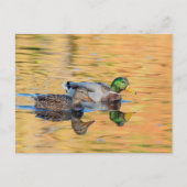 Mallorquiner Postkarte (Vorderseite)