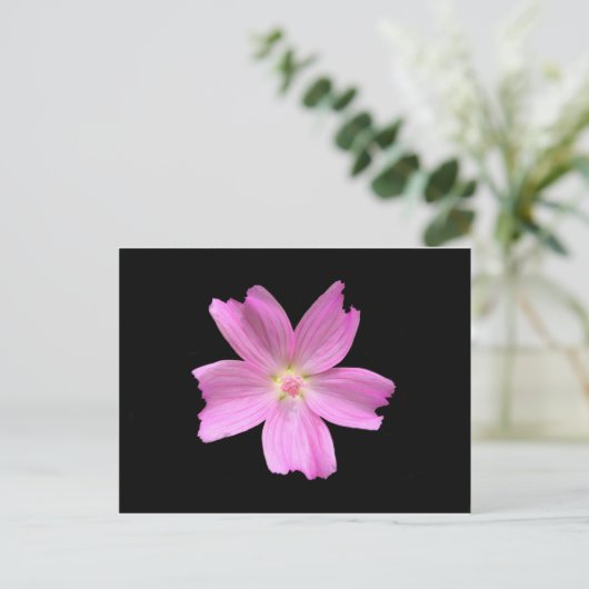 Mallow Postkarte (Stehend Vorderseite)