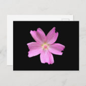 Mallow Postkarte (Vorne/Hinten)