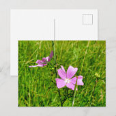 Mallow Postkarte (Vorne/Hinten)