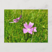 Mallow Postkarte (Vorderseite)