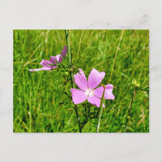 Mallow Postkarte (Vorderseite)