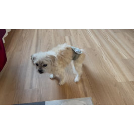 Malshi Funny Guard Dog Doormat Groß Fußmatte