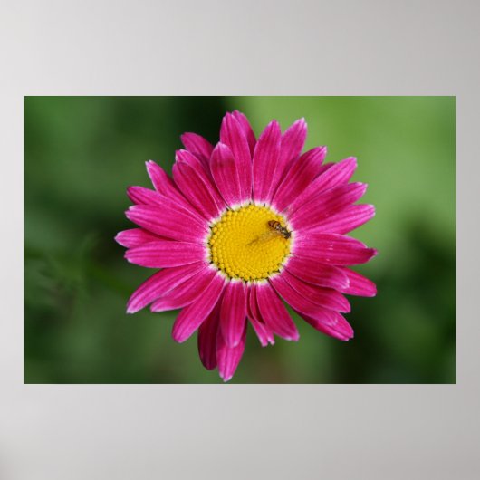 Malt Daisy Poster oder Print (Vorne)