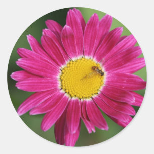 Malte Daisy Cards und mehr Runder Aufkleber