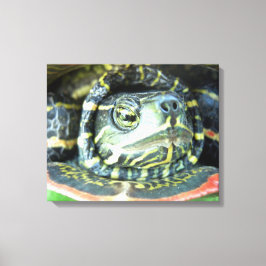 Malte Schildkröte (Chrysemys picta) 2 Leinwanddruck