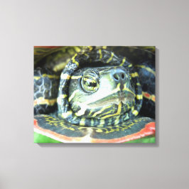 Malte Schildkröte (Chrysemys picta) 2 Leinwanddruck