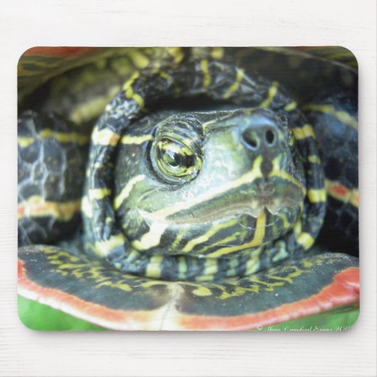 Malte Schildkröte (Chrysemys picta) 2 Mousepad (Vorne)