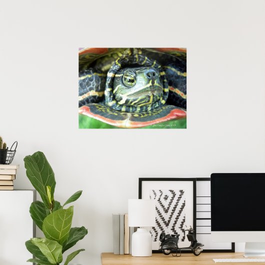 Malte Schildkröte (Chrysemys picta) 2 Poster (Heimbüro)