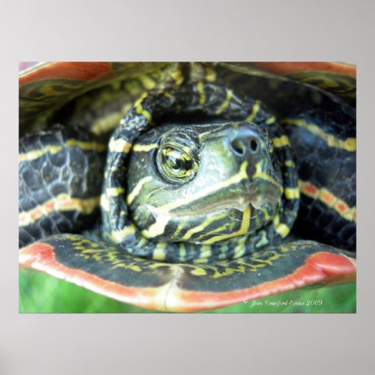 Malte Schildkröte (Chrysemys picta) 2 Poster (Vorne)