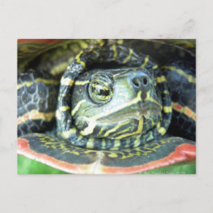 Malte Schildkröte (Chrysemys picta) 2 Postkarte