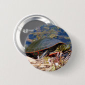 Malte Schildkröte (Chrysemys picta) 3 Button (Vorne & Hinten)