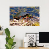 Malte Schildkröte (Chrysemys picta) 3 Poster (Heimbüro)