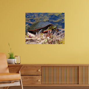 Malte Schildkröte (Chrysemys picta) 3 Poster
