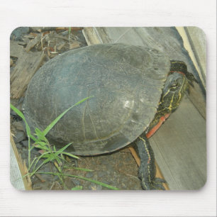 Malte Schildkröte (Chrysemys picta) Mousepad