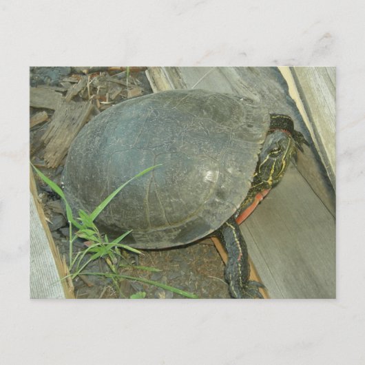Malte Schildkröte (Chrysemys picta) Postkarte (Vorderseite)