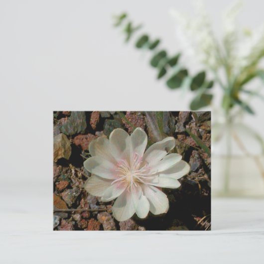 Malte Wüste-Blume Postkarte (Stehend Vorderseite)