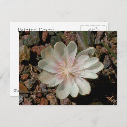 Malte Wüste-Blume Postkarte (Vorne/Hinten)