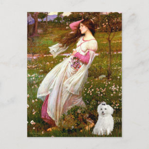 MALTESE 10 - Windblumen Postkarte
