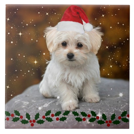Maltese Christmas Puppy Fliese (Vorderseite)