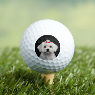 Maltese-Hunde-Golfbälle, Süßer Welpe, Schwarzes De Golfball