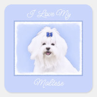 Maltese Painting - Cute Original Dog Art Square St