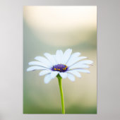 🌼 Maltese Serenity Poster (Vorne)