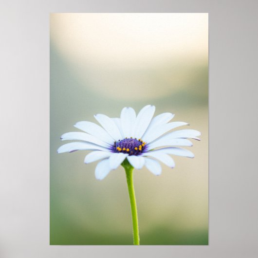 🌼 Maltese Serenity Poster (Vorne)