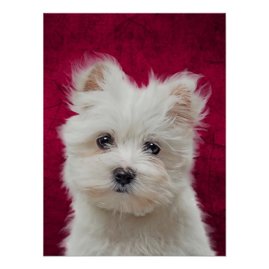 Maltese Terrier Poster (Vorderseite)