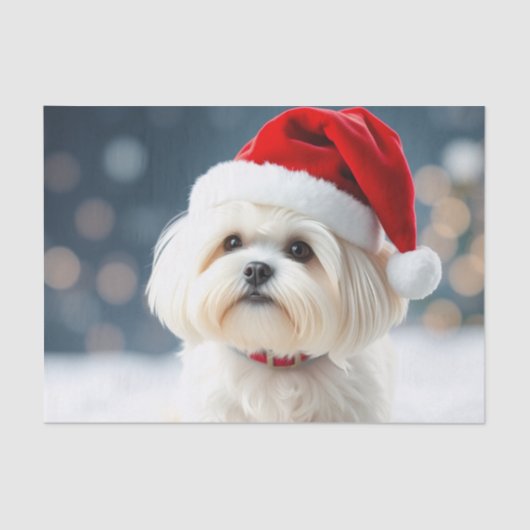 Maltese Tissue Paper Seidenpapier (Vorderseite)