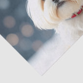 Maltese Tissue Paper Seidenpapier (Ausschnitt)