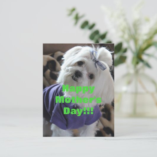 Malteser Geschenke Postkarte (Stehend Vorderseite)