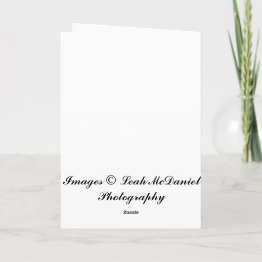 Malteser Hund am Muttertag Karte (Rückseite)