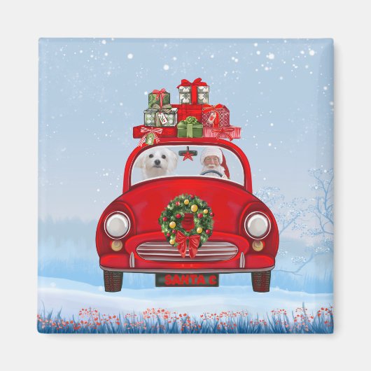 Malteser Hund im Auto mit dem Weihnachtsmann Magnet (Vorne)