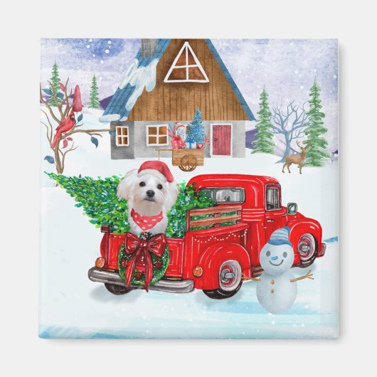 Malteser Hund in Weihnachten Lkw Schnee Magnet (Vorne)
