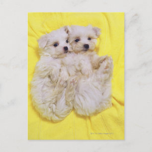 Malteser Hund; ist eine kleine Rasse weißen Hundes Postkarte