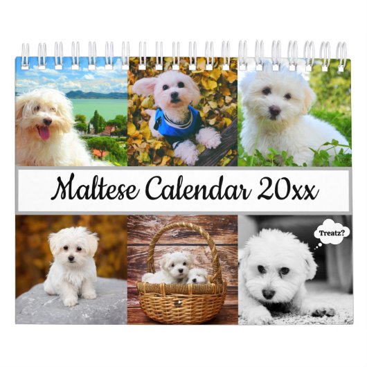 Malteser Hund Kalender (Titelbild)