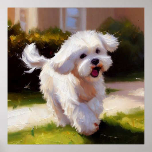 Malteser Hund Poster (Vorne)