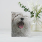 Malteser Hund Postkarte (Stehend Vorderseite)