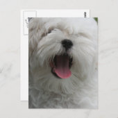 Malteser Hund Postkarte (Vorne/Hinten)