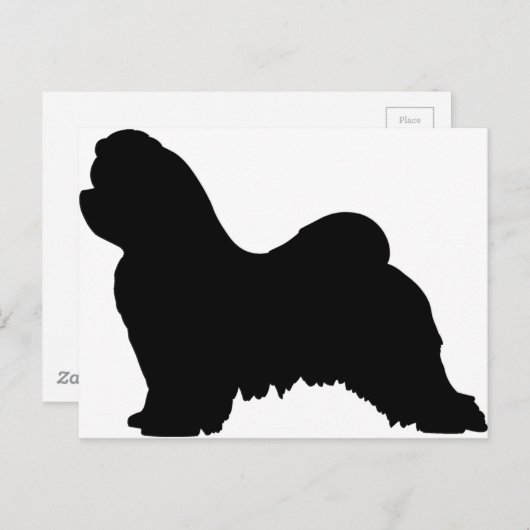 Malteser Hund Postkarte (Vorne/Hinten)