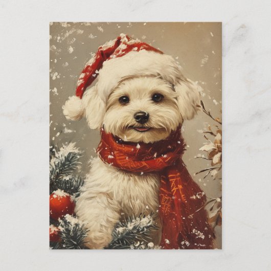 Malteser Hund Weihnachten Postkarte (Vorderseite)