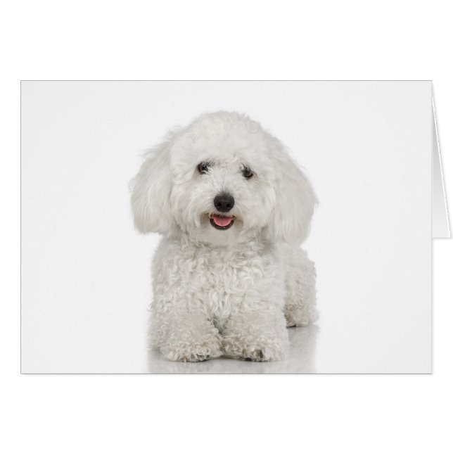Malteser Hund White (Vorderseite (Horizontal))