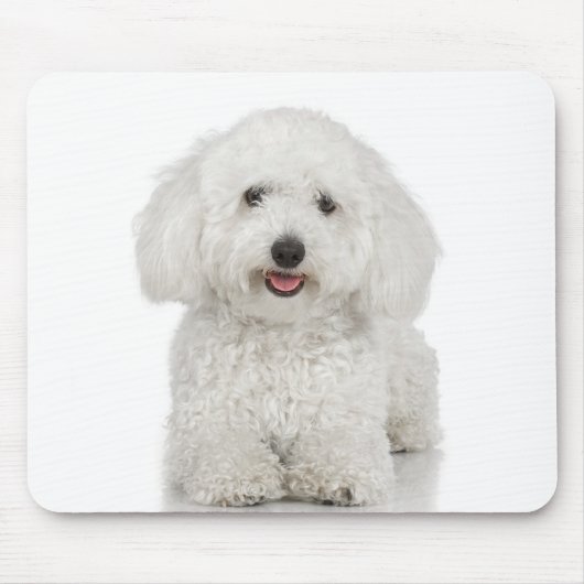 Malteser Hund White Mousepad (Vorne)