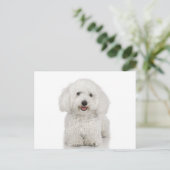 Malteser Hund White Postkarte (Stehend Vorderseite)