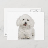 Malteser Hund White Postkarte (Vorne/Hinten)
