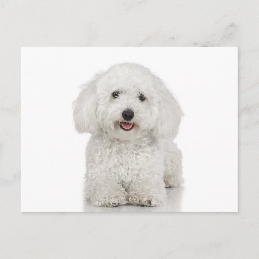 Malteser Hund White Postkarte (Vorderseite)