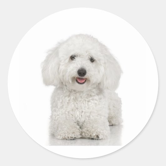 Malteser Hund White Runder Aufkleber (Vorderseite)