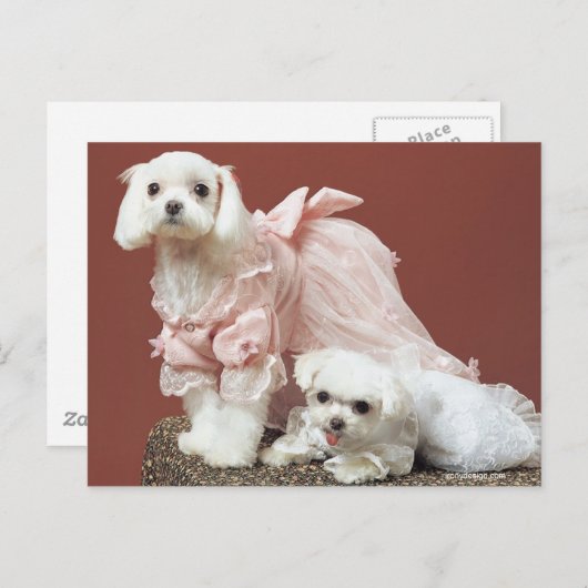 Malteser Hunde Postkarte (Vorne/Hinten)